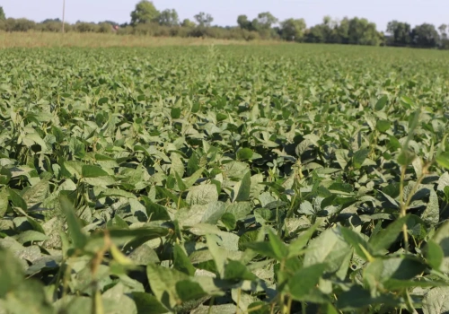 Kto w UE produkuje najwięcej soi? Na którym miejscu jest Polska?