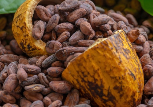 Kakao w kryzysie. Cenowa huśtawka uderzyła w producentów