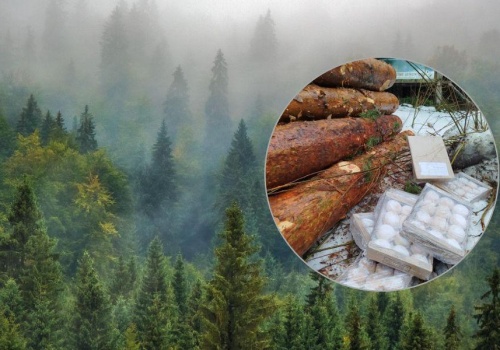 Nielukrowany finał Tłustego Czwartku. Tak skończyło kilka paczek pączków