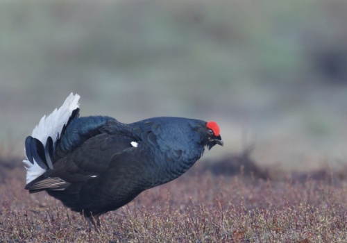 Jedne z najcenniejszych ptaków Polski wracają. Ogłaszają sukces