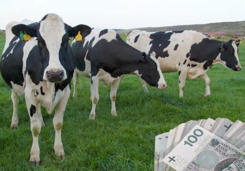 Ceny mleka spadają, nadwyżki rosną. Eksperci ostrzegają: 2026 będzie trudny