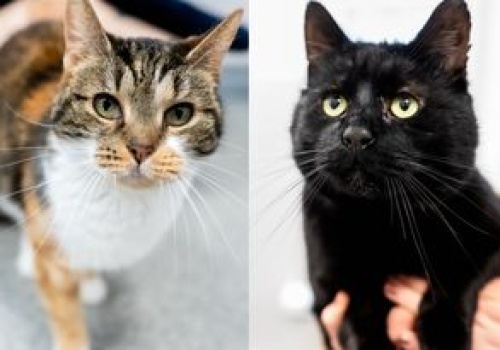 Smoła i Iwi szukają nowego domu – schronisko zaprasza na Dzień Kota