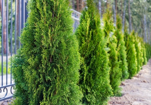 Nim przyjdzie wiosna, podlewam tym tuje. Są silne i zdrowe cały rok