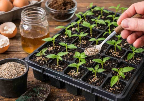 Od tego sadzonki rosną w oczach. Czescy ogrodnicy używają z zadowoleniem