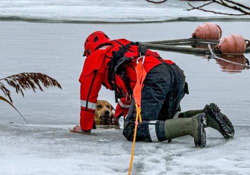 Strażacy z Mąkowarska uratowali psa z zamarzniętego jeziora