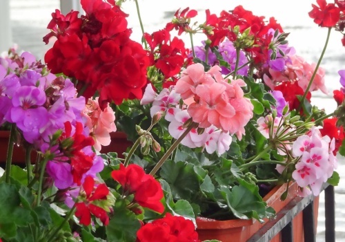 Pelargonie będą uginać się od kwiatów. Wystarczy mieć skórkę popularnego owocu