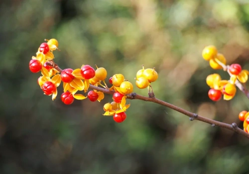 Masz ją w ogrodzie? Od 2027 roku będzie zakazana. Kary sięgają miliona