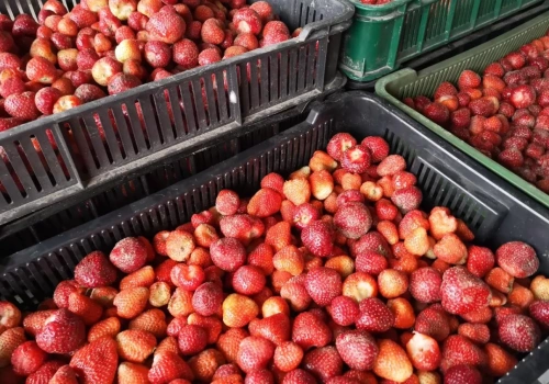 Mrożone truskawki z Egiptu - jeszcze więcej trafi na polski rynek!