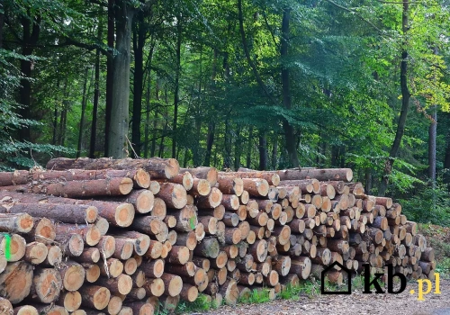 Mnóstwo osób kupuje to drewno ze względu na niską cenę. Potem zaczynają się problemy