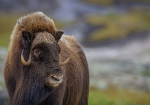 Włochaty byk pojawił się w Polsce. Zniesie ekstremalny mróz