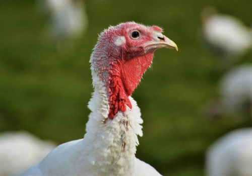 Dobrostan indyków: nowe zalecenia w UE