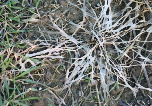 Jak walczyć z pleśnią śniegową na trawniku?