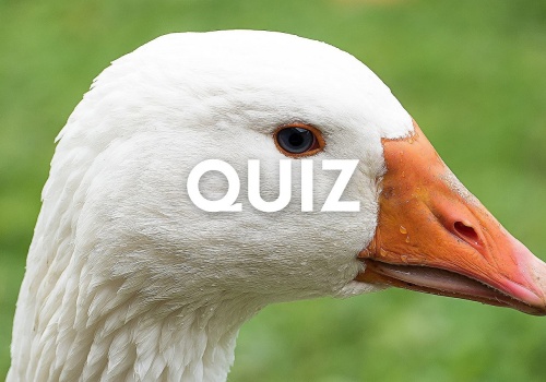 Wymagający quiz wiedzy ogólnej na G, w którym nawet bystrzak może polec