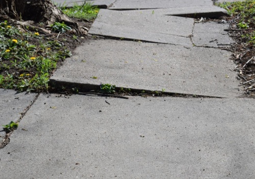 Tych drzew nie sadzić obok domu? Ich korzenie niszczą chodnik, rury i fundamenty