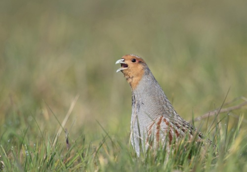 Bezcenne polskie ptaki wychodzą na pola. Powód zdumiewa: to dziki