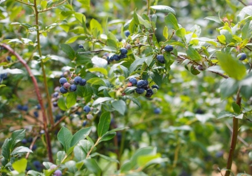 Babcia w marcu zakopuje to pod borówką. Latem krzaki uginają się od owoców