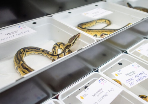 Egzotyczne zwierzęta i setki hodowców. Targi w Expo Łódź