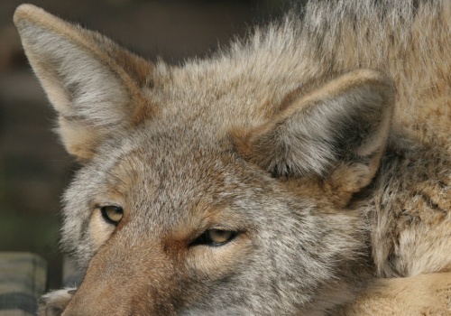 Drapieżniki są coraz liczniejsze w mieście. Musimy się przyzwyczaić