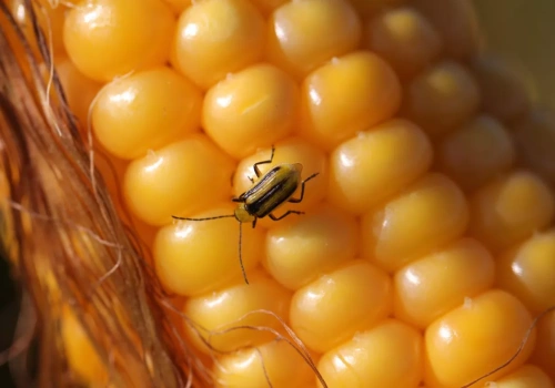 Kukurydza po kukurydzy - na co uważać, żeby nie stracić plonu?