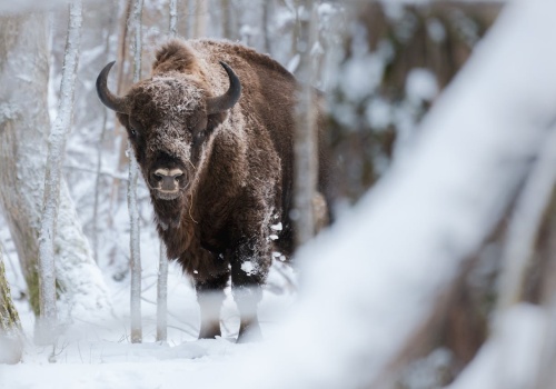 Bieszczady pękają w szwach… od żubrów. Ich liczba szybko rośnie