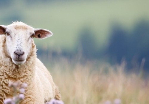 Rusza nabór na kursy baców i juhasów. W zawodzie przybywa kobiet