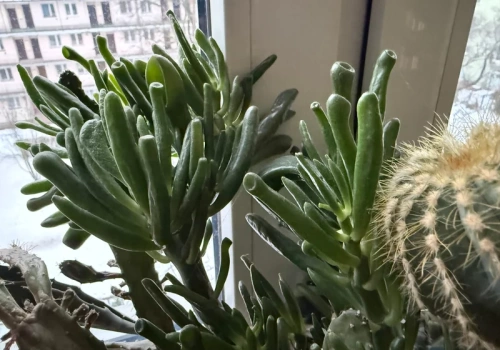 „Uszy Szreka” podbijają polskie domy. Ta roślina przyciąga pieniądze i rośnie nawet u zapominalskich