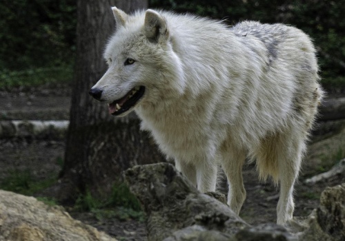 Hybrydy wilka zamiast psów w domach. Taka moda w Europie Zachodniej