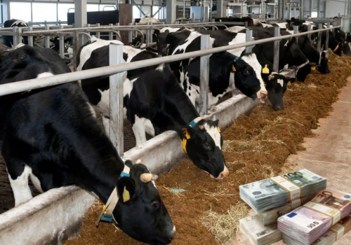 Ceny mleka spadają do 20 eurocentów, Chiny zamykają rynek. Nadchodzi zwrot w mleczarstwie