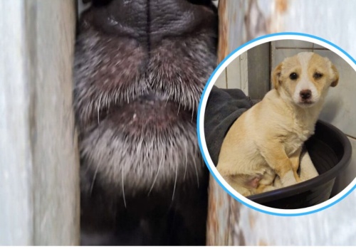 Wyrzucony w worku…jak śmieć. Szczeniak trafił do schroniska w Opolu