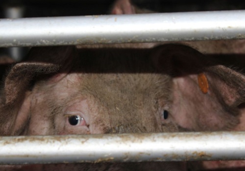 Zginęło 715 świń, ale część była martwa długo przed pożarem. Sensacyjne śledztwo w sprawie fermy trzody