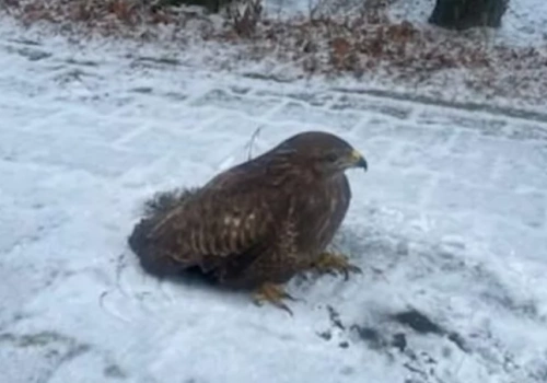 Czujność mieszkańca uratowała myszołowa, który w centrum miasta zasłabł i nie był w stanie odlecieć