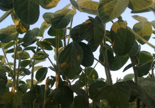 Austria trzecim co do wielkości producentem soi w UE