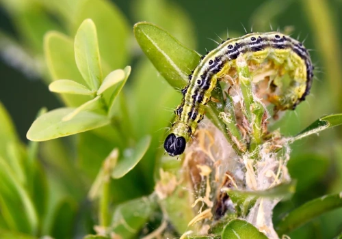 Mróz ich nie zgładził. Oblej tym bukszpan po zimie – larwy padną jedna po drugiej