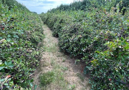 Jak ochronić rośliny przed wiosennymi przymrozkami? Biostymulacja w walce o plon aronii