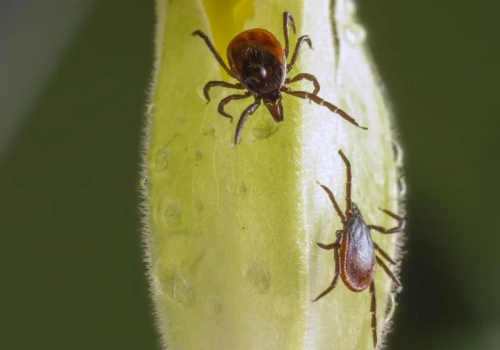 Te rośliny przyciągają kleszcze jak magnes. Sprawdź, zanim zrobi się niebezpiecznie