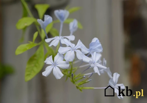 Ten niebieski krzew wygląda jak z Grecji. W Polsce też może kwitnąć miesiącami