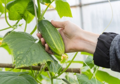 Zawsze sadzę obok ogórków. Takich plonów nie ma nikt w okolicy