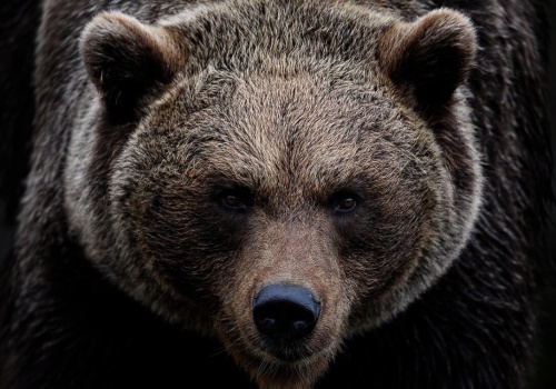 Drapieżniki coraz bliżej domów. Sejm ma specjalne rozwiązania