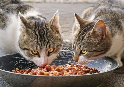 Karmiciele kotów z Legnicy mogą zgłaszać się po karmę od miasta