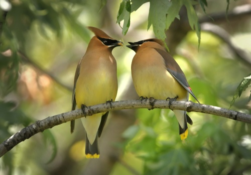 Ten sam sygnał jest wykorzystywany przez ptaki na czterech kontynentach. Wszystko przez wspólnego wroga