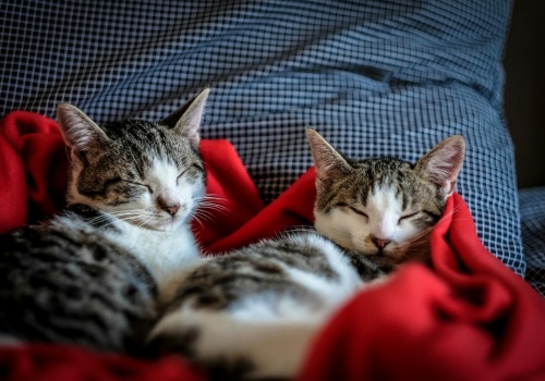 Światowy Dzień Kota 2026 - kiedy wypada i jak go świętować?