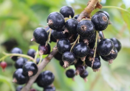 Porzeczki. Nowe wyzwania w ochronie plantacji – webinarium już 20.02.2026 o godz. 19.00!