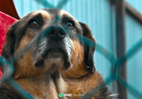 Nie tylko psy w schroniskach. W Polsce masowo łamiemy prawa zwierząt