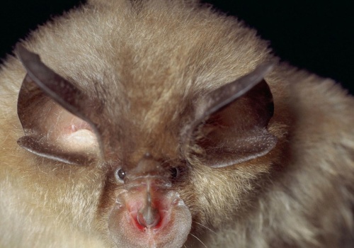 Rekord w parku narodowym. Nigdy wcześniej nie było tylu zwierząt
