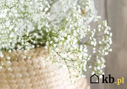 Ta roślina robi „chmurę” w ogrodzie. Wymagania? Minimalne - posiej i zapomnij