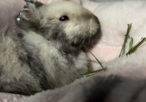 Pomagamy Marcysiowi! KRKNews ze wsparciem dla okaleczonego królika