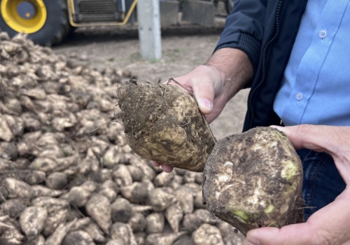 Gorzka decyzja KGS: 40,00 zł/t netto za nadwyżkowe buraki cukrowe. 