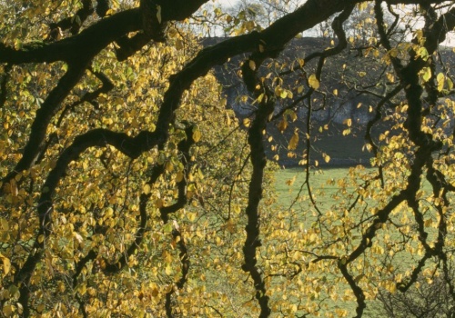 Przyrodniczy symbol polskiego miasta. Krzywe drzewo może zostać wyróżnione
