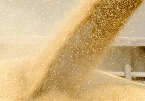 16.02.2026 Ceny skupu zbóż, kukurydzy, oleistych i strączkowych: bez niespodzianek