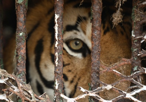 Jedna z największych akcji odebrania dzikich zwierząt. To miał być cyrk